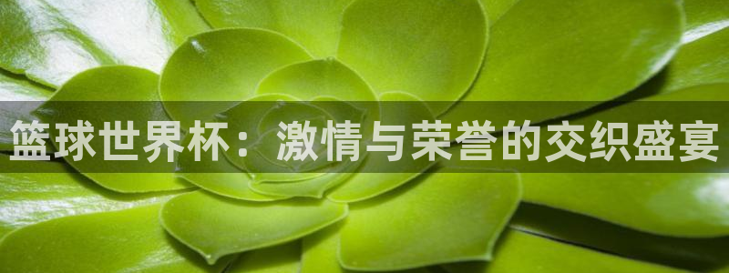 2026男足世界杯:篮球世界杯:激情与荣誉的交织盛宴
